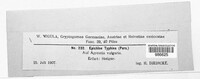 Epichloe typhina image